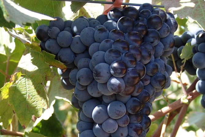 Cretan vineyard landscape during a private wine tasting tour